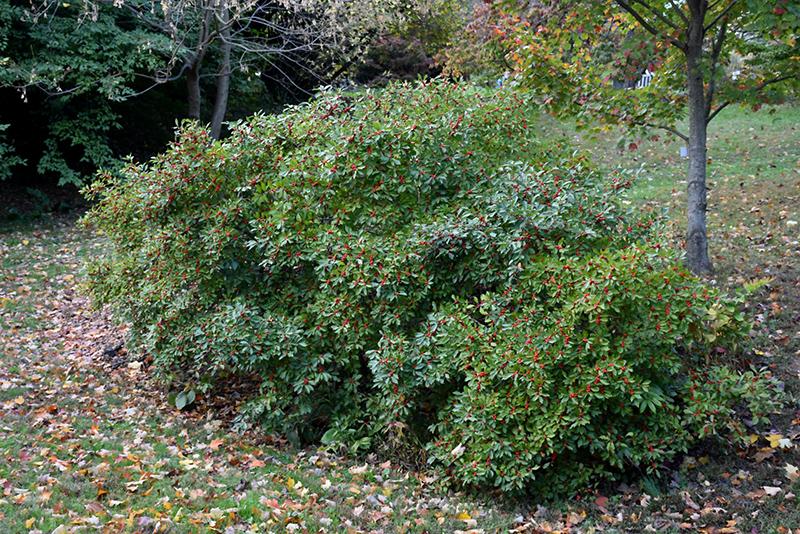 Ilex Verticillata 'red Sprite' - View 5 from www redcrocus com