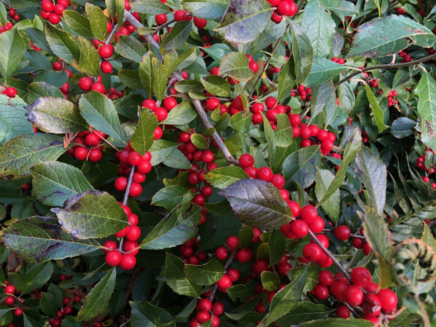 Ilex Verticillata 'red Sprite' - View 6 from www redcrocus com