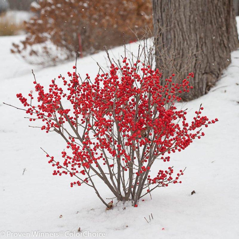 Ilex Verticillata 'red Sprite' - View 9 from www redcrocus com