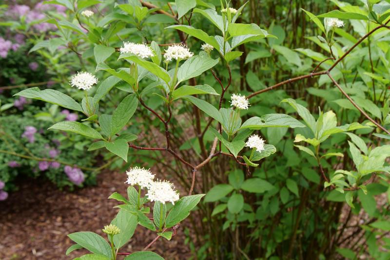 Cornus Sericea Arctic Fire - View 12 from www redcrocus com