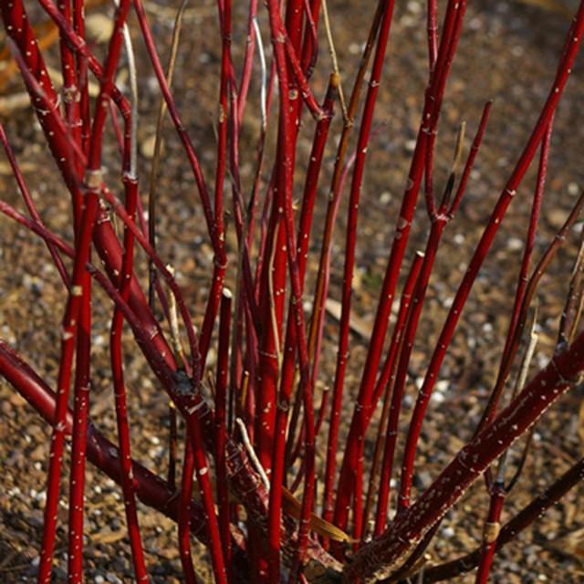 Cornus Sericea Arctic Fire - View 13 from www redcrocus com