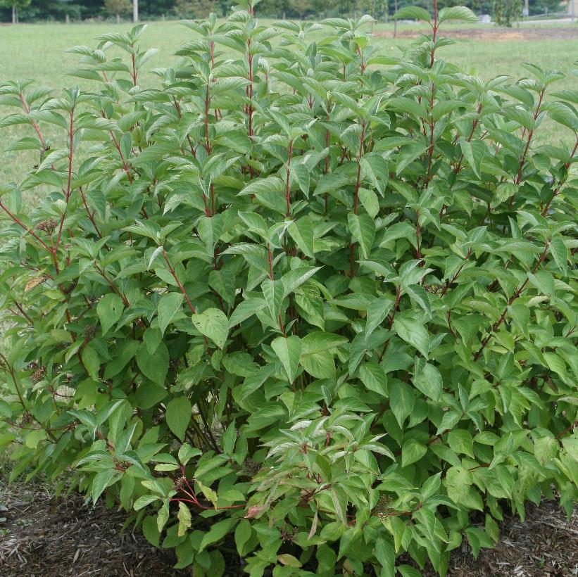 Cornus Sericea Arctic Fire - View 2 from www redcrocus com