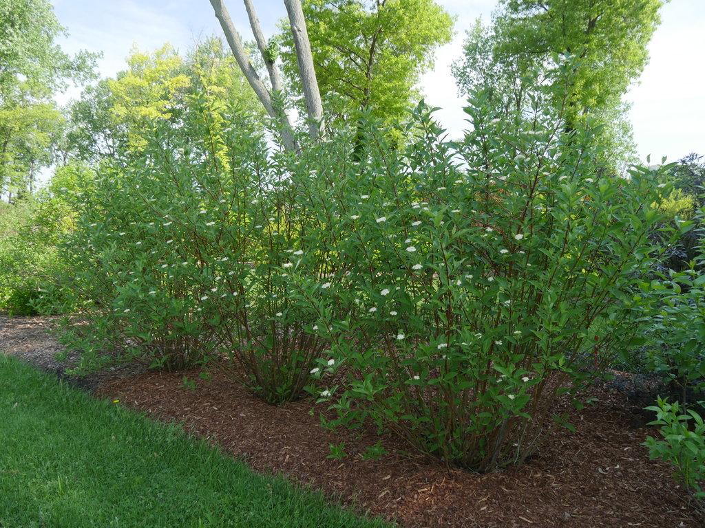 Cornus Sericea Arctic Fire - View 4 from www redcrocus com