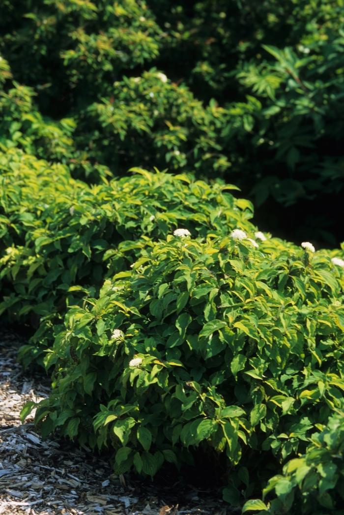 Cornus Sericea Kelseyi - View 10 from www redcrocus com