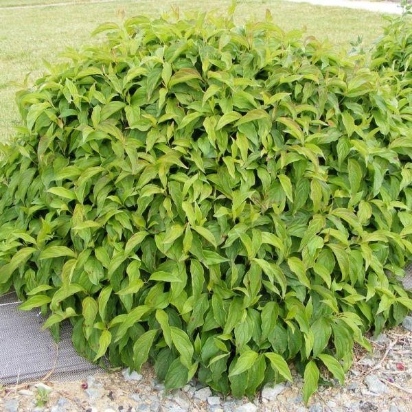 Cornus Sericea Kelseyi - View 12 from www redcrocus com