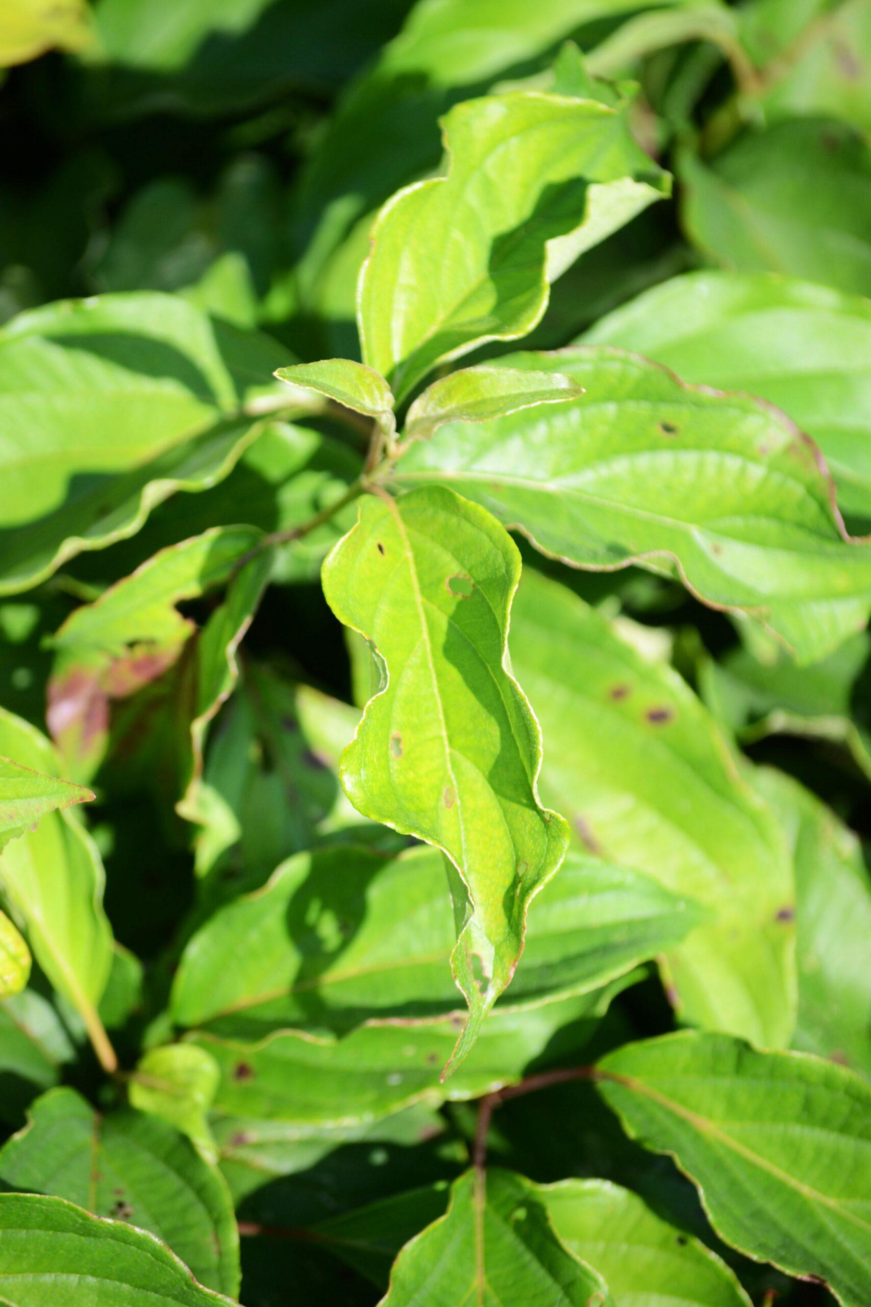 Cornus Sericea Kelseyi - View 16 from www redcrocus com