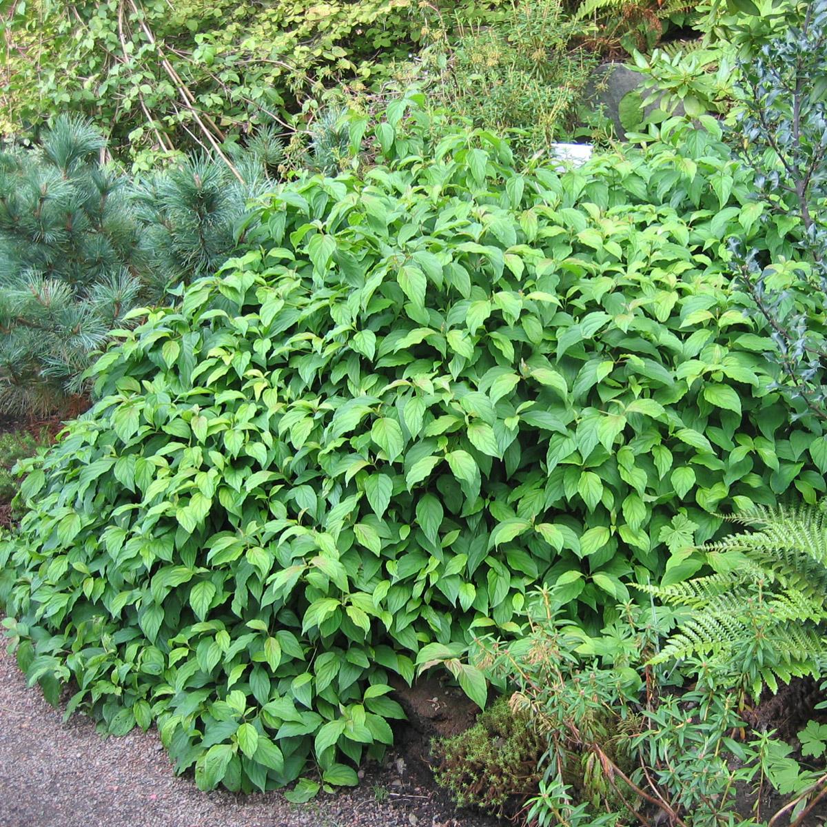 Cornus Sericea Kelseyi - View 17 from www redcrocus com