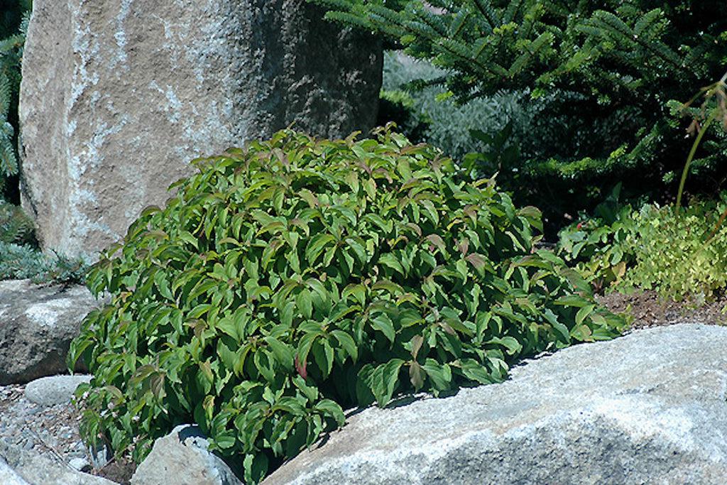Cornus Sericea Kelseyi - View 1 from www redcrocus com