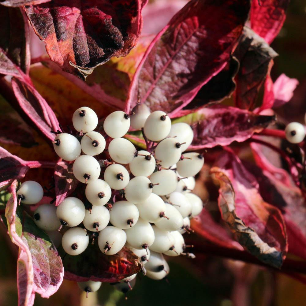 Cornus Sericea Kelseyi - View 20 from www redcrocus com