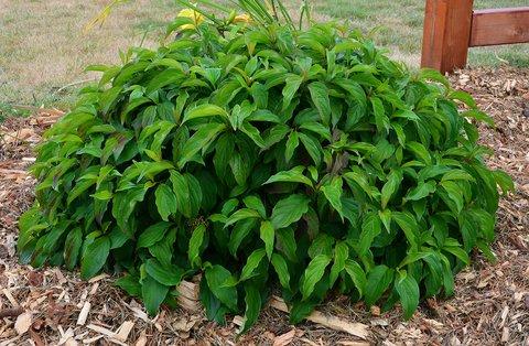 Cornus Sericea Kelseyi - View 3 from www redcrocus com