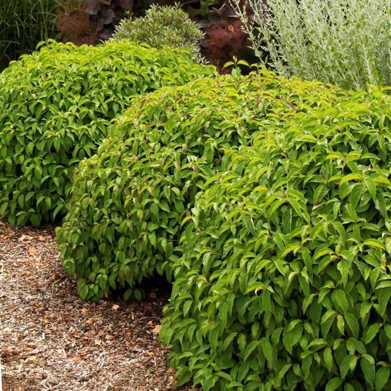 Cornus Sericea Kelseyi - View 5 from www redcrocus com
