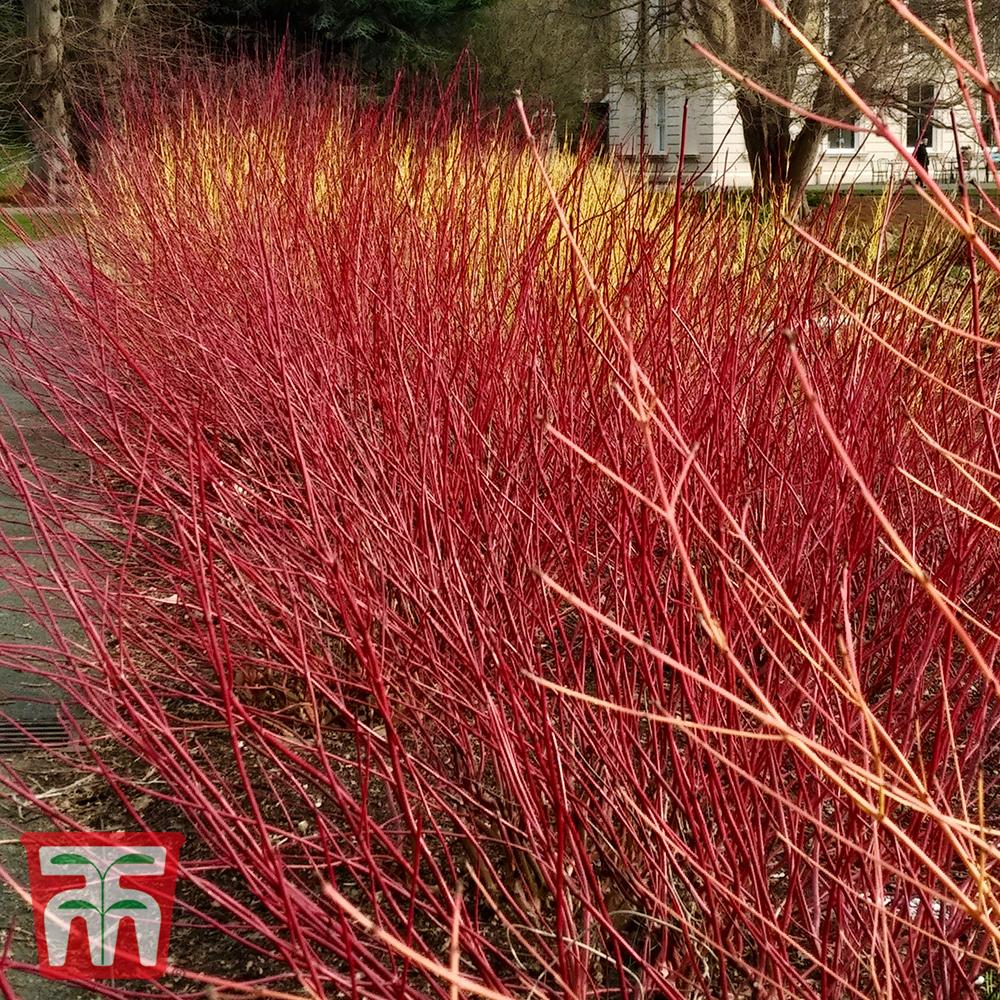 Cornus Sericea Kelseyi - View 7 from www redcrocus com
