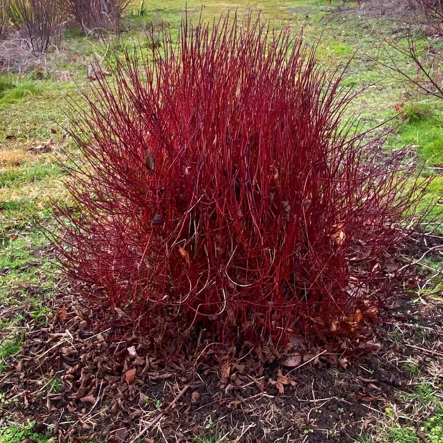 Cornus Sericea Kelseyi - View 9 from www redcrocus com