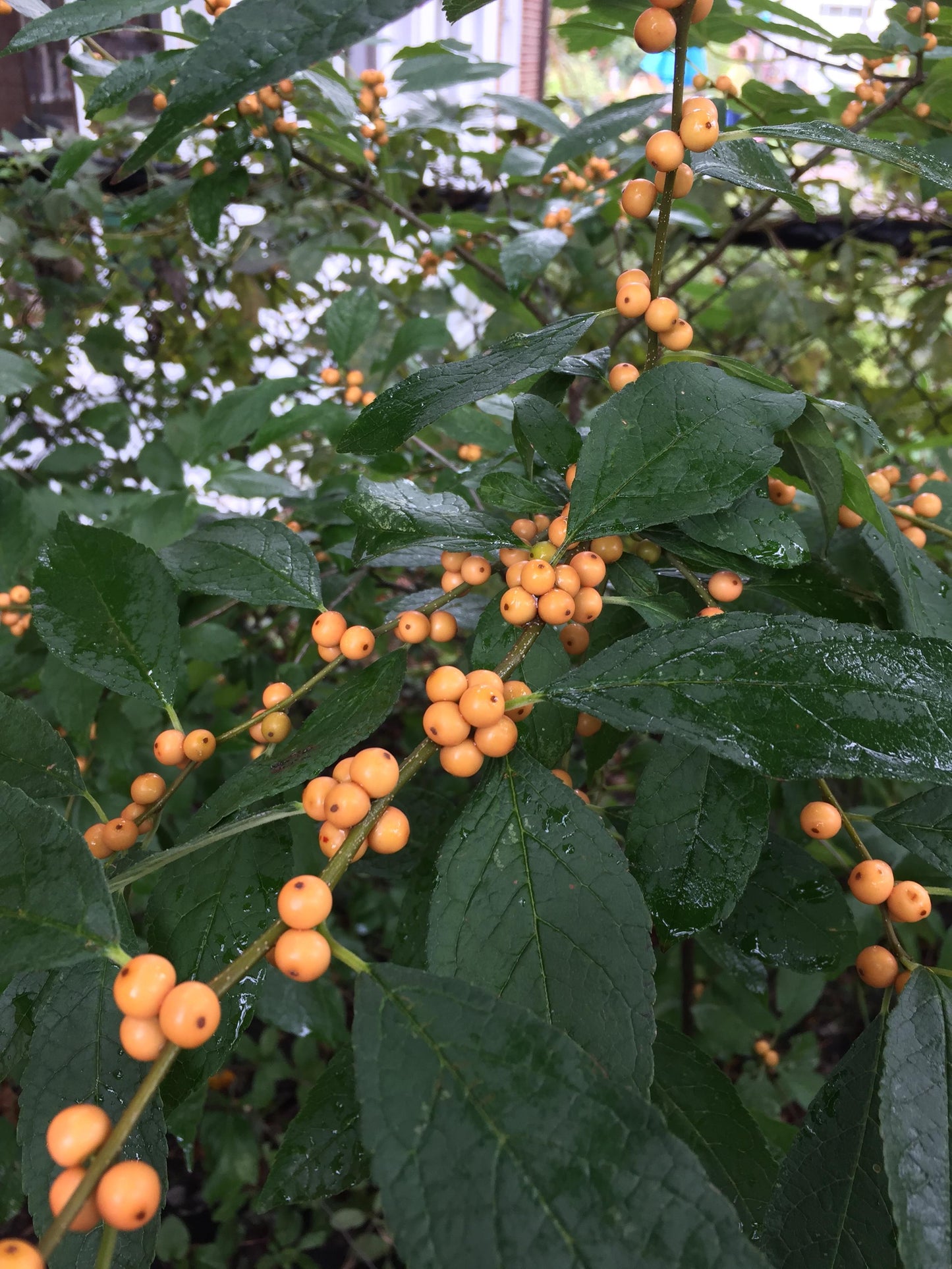 RedCrocus Winter Gold Winterberry Ilex verticillata - Bright Yellow Berries, Ornamental Shrub, Native Garden, Wildlife Habitat, Container-Friendly, 4-6 ft  4/5' h B&B
