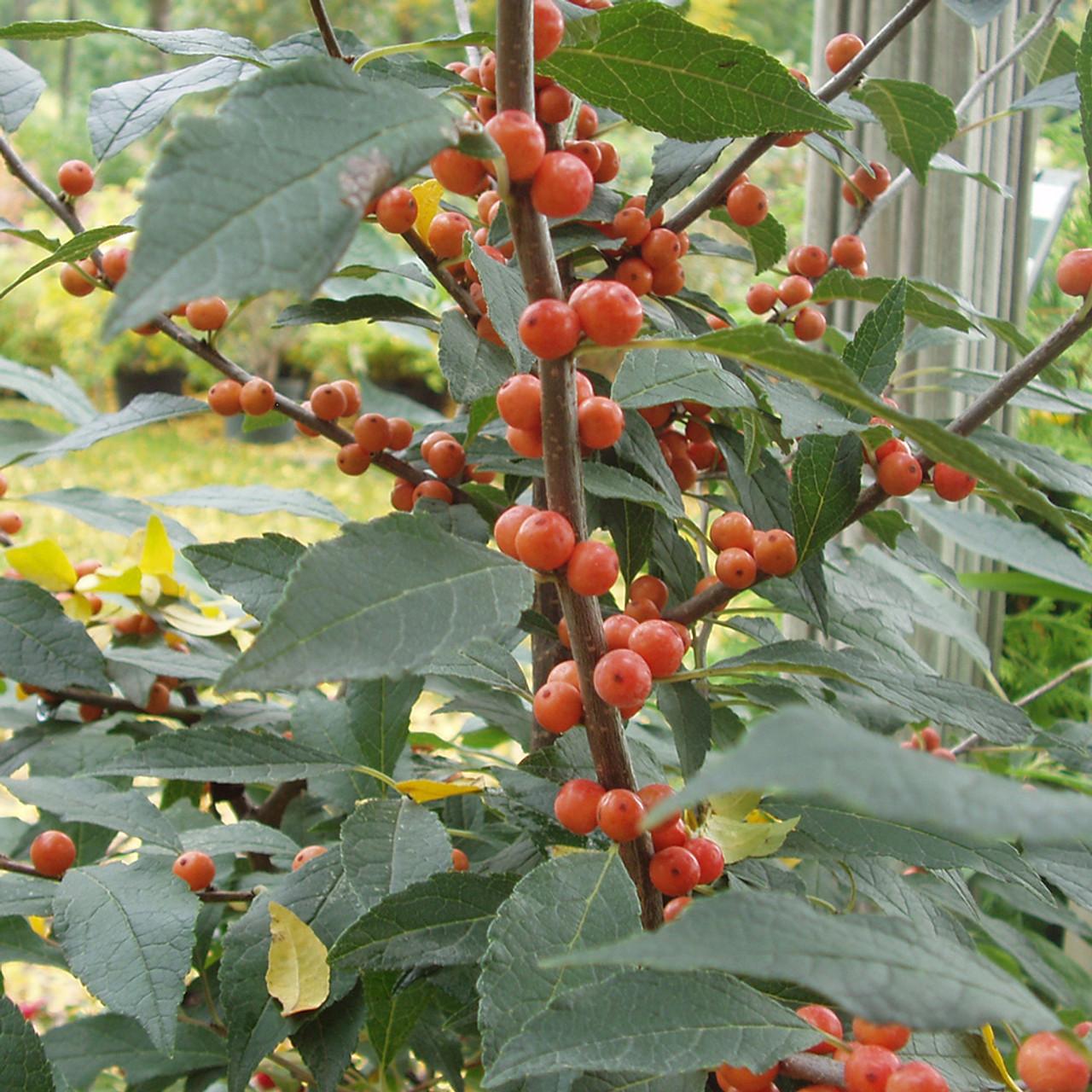RedCrocus Winter Gold Winterberry Ilex verticillata - Bright Yellow Berries, Ornamental Shrub, Native Garden, Wildlife Habitat, Container-Friendly, 4-6 ft  4/5' h B&B
