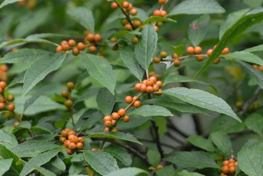 RedCrocus Winter Gold Winterberry Ilex verticillata - Bright Yellow Berries, Ornamental Shrub, Native Garden, Wildlife Habitat, Container-Friendly, 4-6 ft  4/5' h B&B