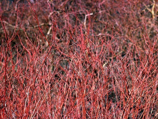 Cornus Sericea Cardinal - View 10 from www redcrocus com