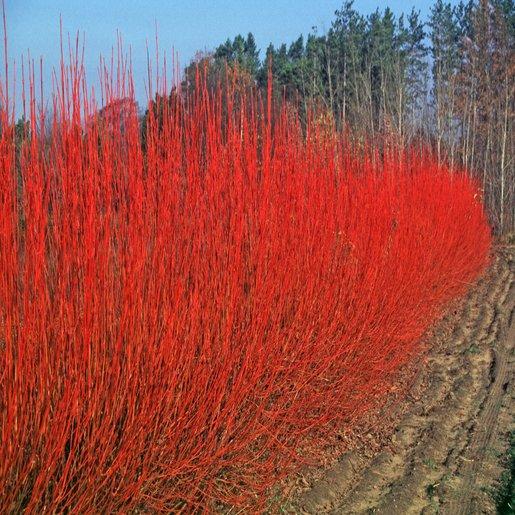 Cornus Sericea Cardinal - View 12 from www redcrocus com
