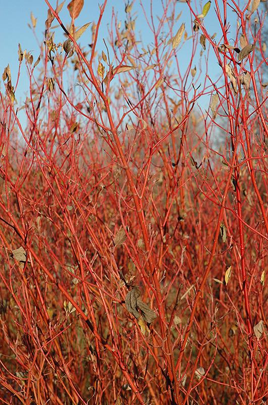 Cornus Sericea Cardinal - View 14 from www redcrocus com