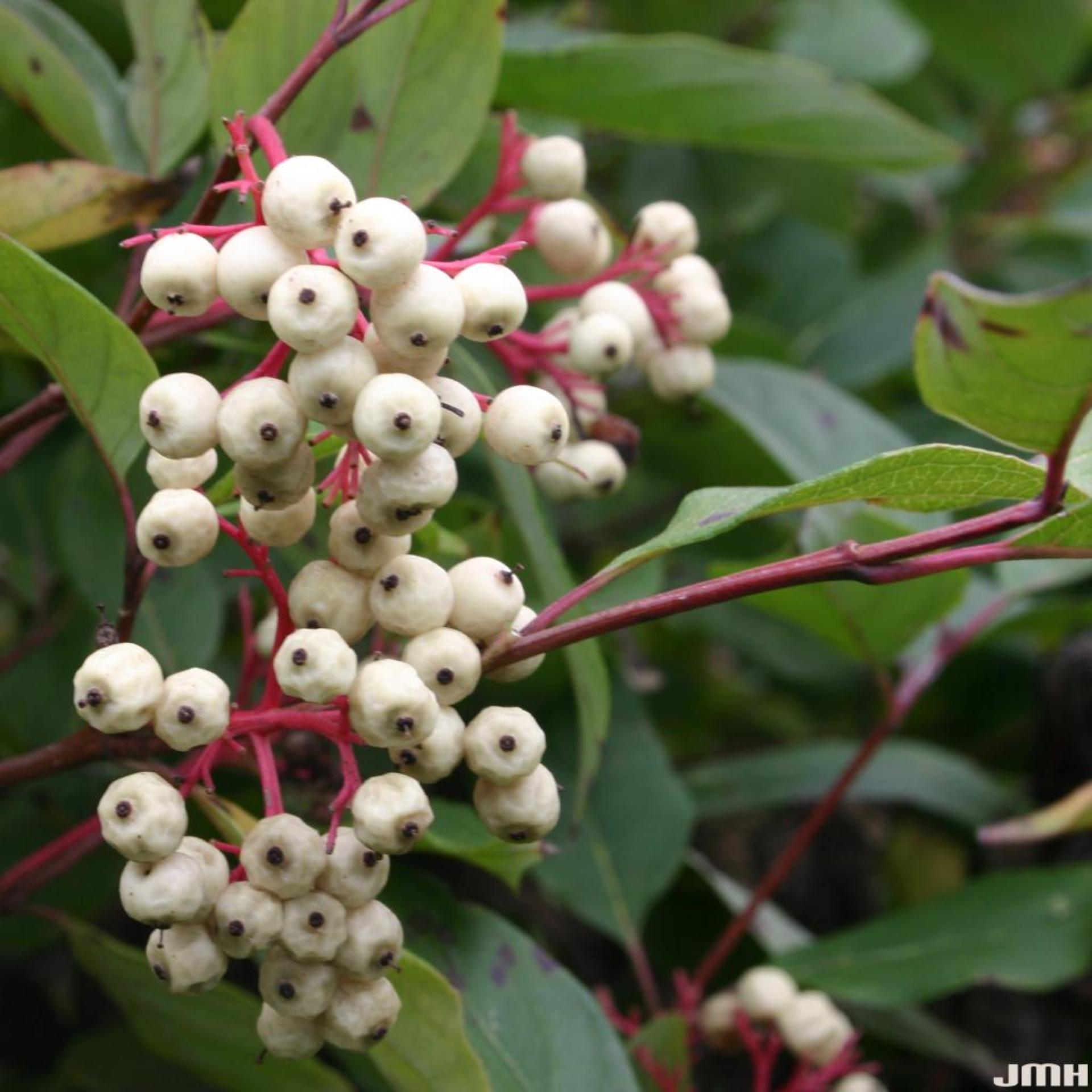 Cornus Sericea Cardinal - View 17 from www redcrocus com