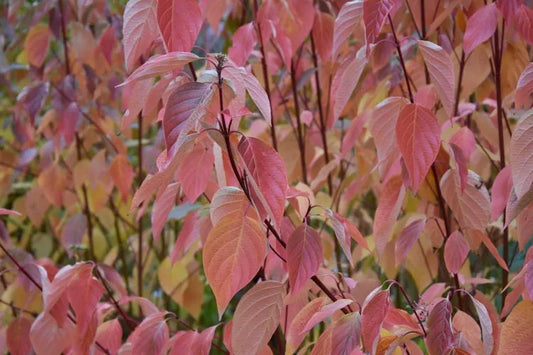 Cornus Sericea Cardinal - View 1 from www redcrocus com