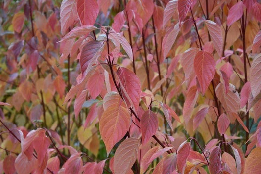 Cornus Sericea Cardinal - View 1 from www redcrocus com