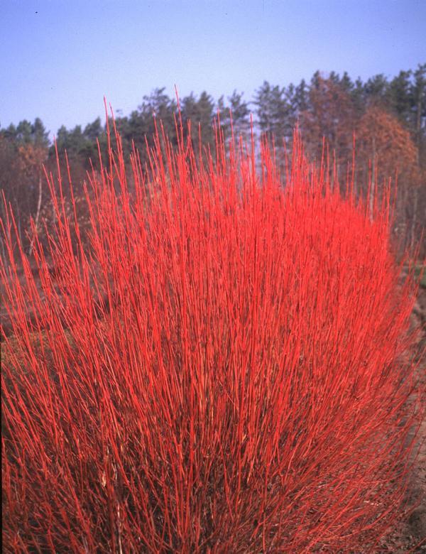 Cornus Sericea Cardinal - View 2 from www redcrocus com