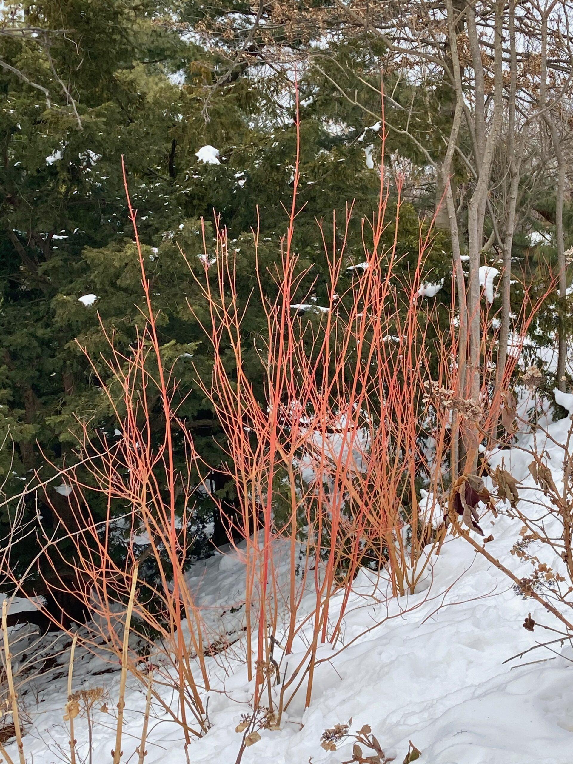 Cornus Sericea Cardinal - View 7 from www redcrocus com