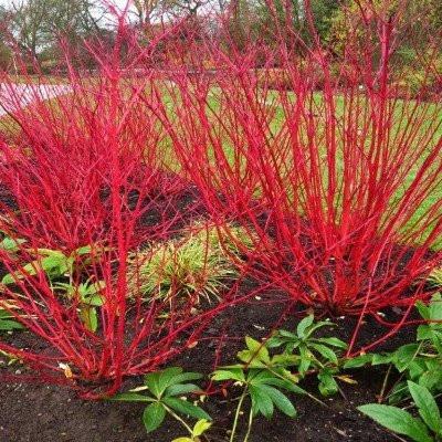 Cornus Sericea Cardinal - View 9 from www redcrocus com