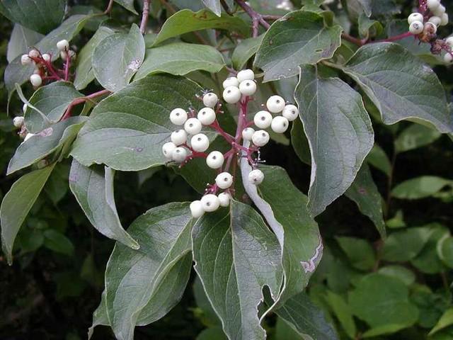 Cornus Racemosa - View 10 from www redcrocus com