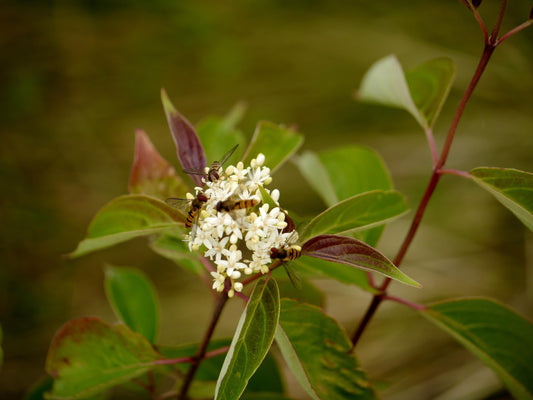 Cornus Racemosa - View 12 from www redcrocus com