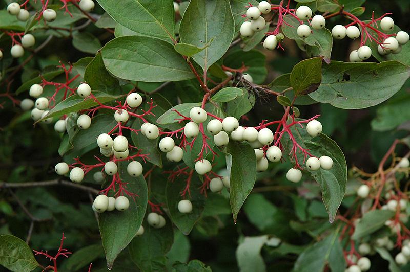 Cornus Racemosa - View 13 from www redcrocus com