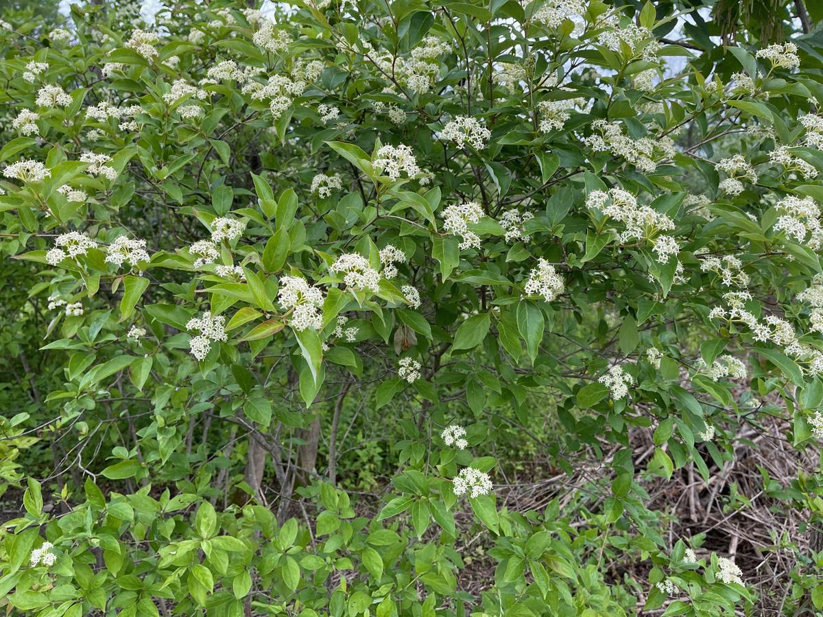 Cornus Racemosa - View 18 from www redcrocus com