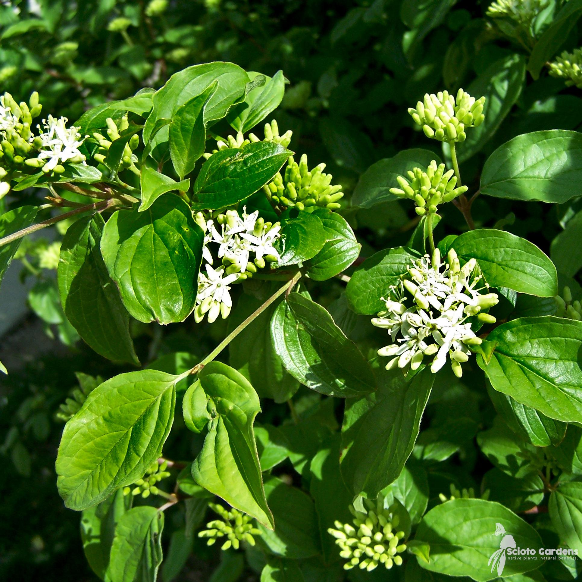 Cornus Racemosa - View 1 from www redcrocus com