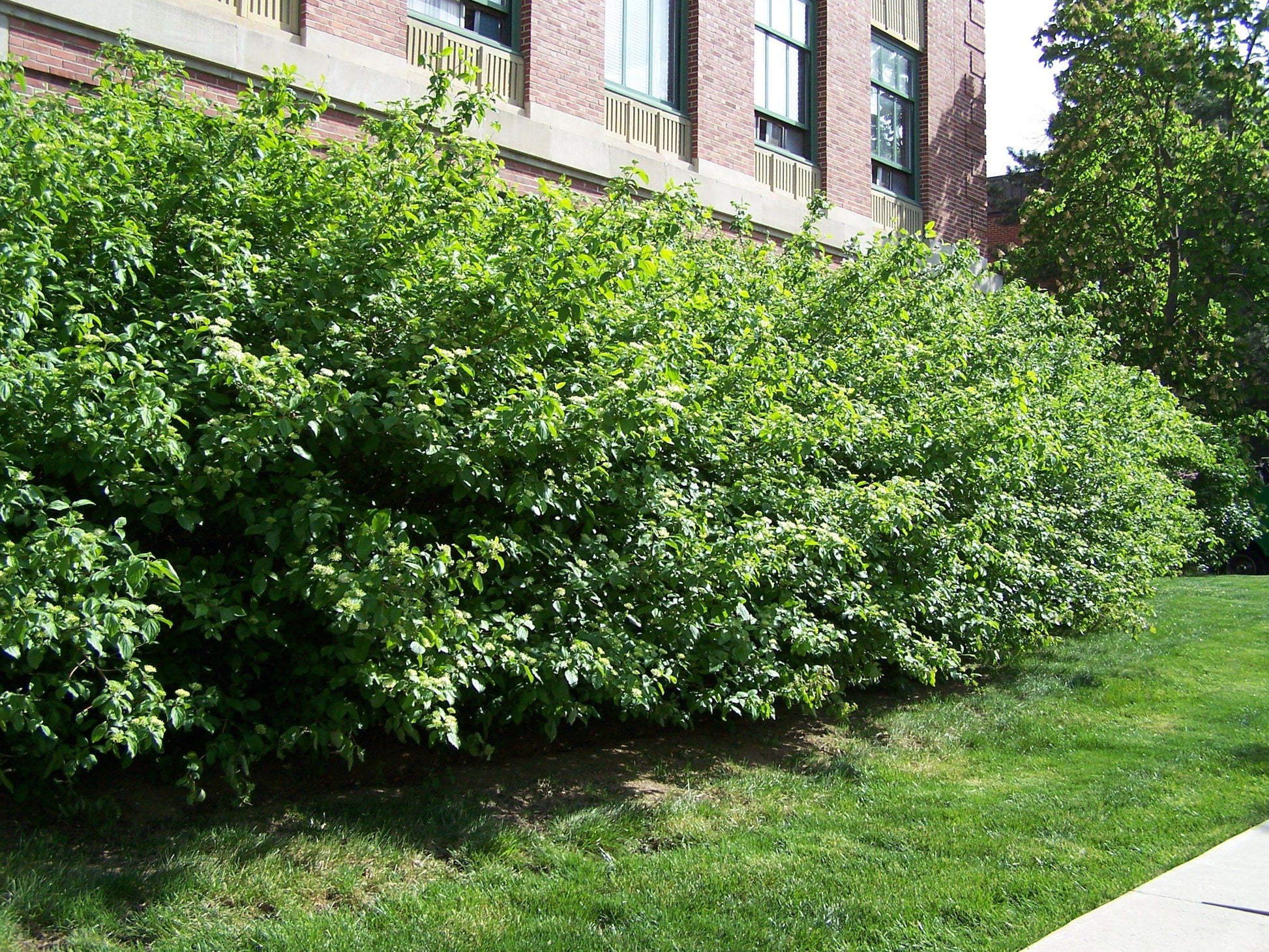 Cornus Racemosa - View 20 from www redcrocus com