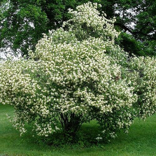 Cornus Racemosa - View 2 from www redcrocus com