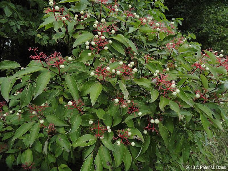 Cornus Racemosa - View 3 from www redcrocus com