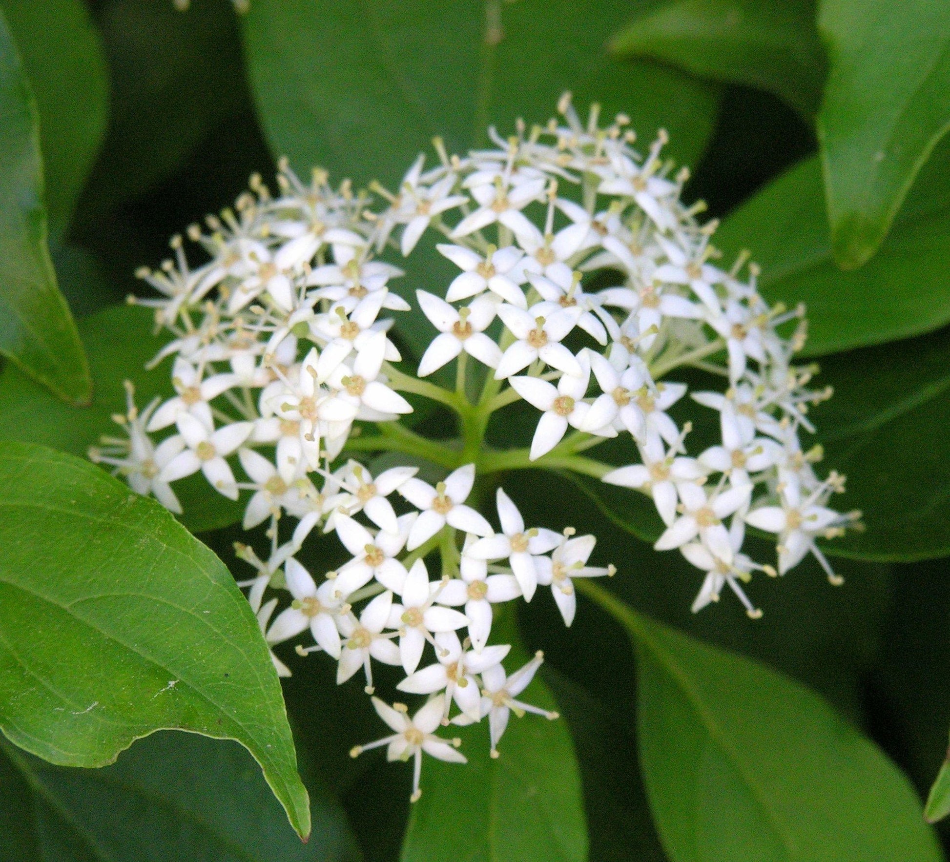 Cornus Racemosa - View 4 from www redcrocus com