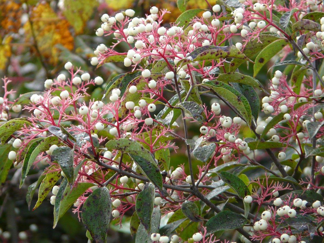 Cornus Racemosa - View 5 from www redcrocus com
