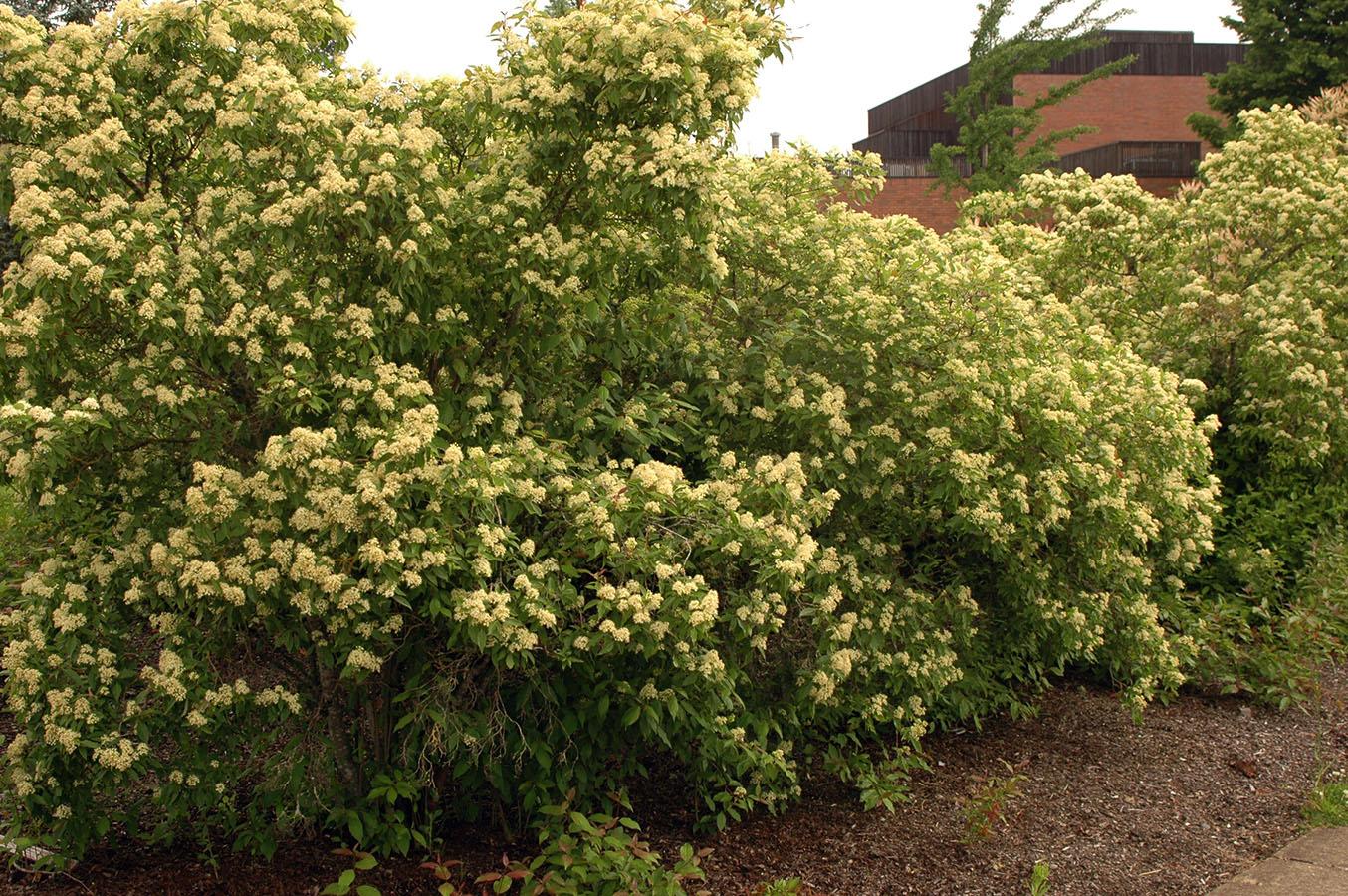 Cornus Racemosa - View 7 from www redcrocus com