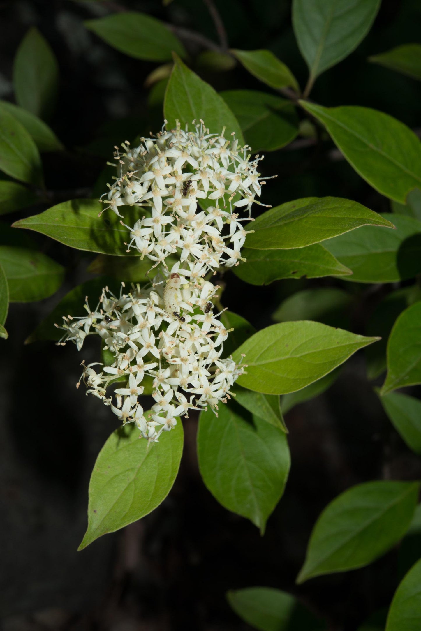 Cornus Racemosa - View 8 from www redcrocus com