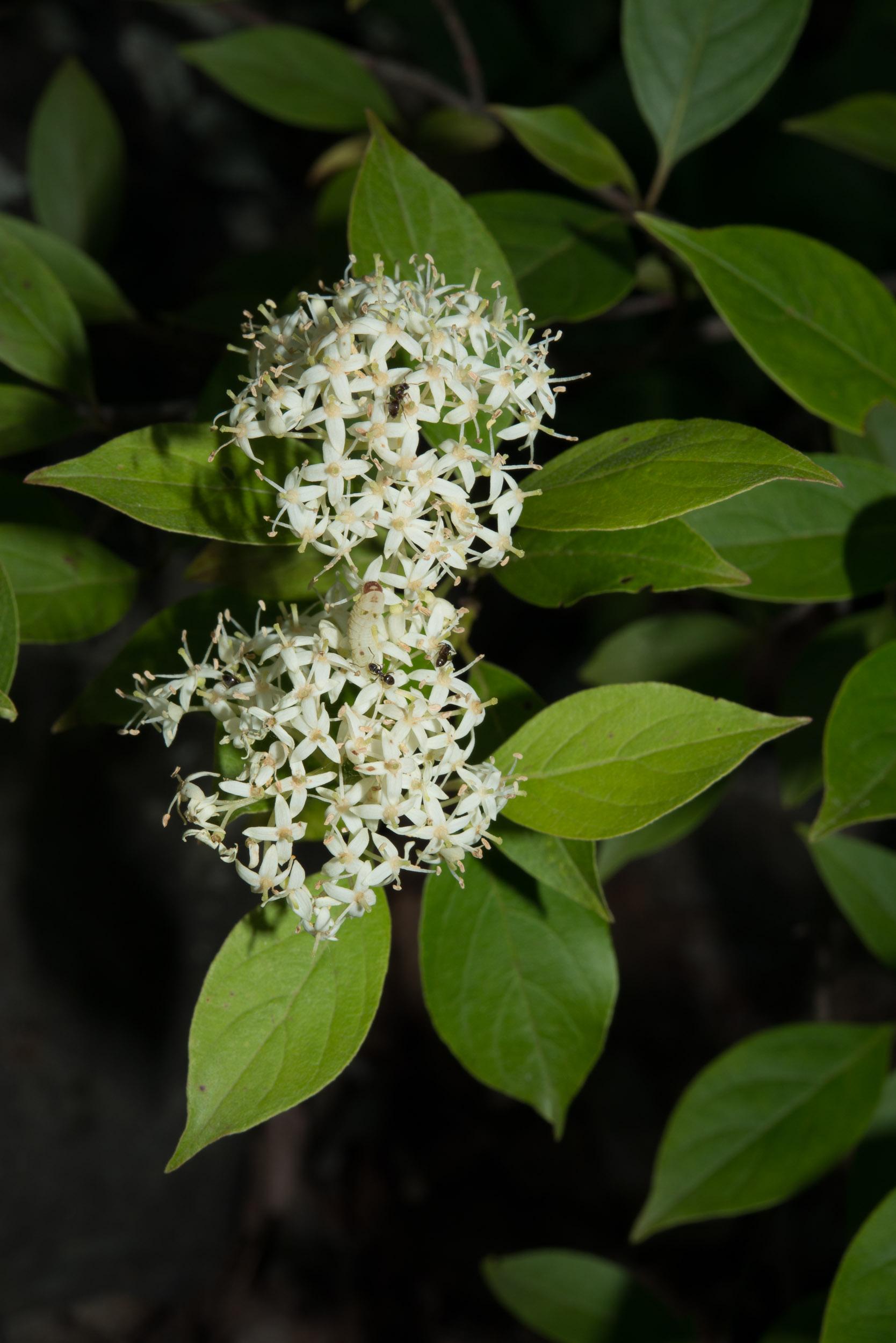 Cornus Racemosa - View 8 from www redcrocus com