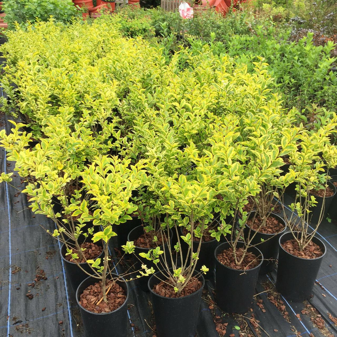 Ligustrum Ovalifolium - View 13 from www redcrocus com