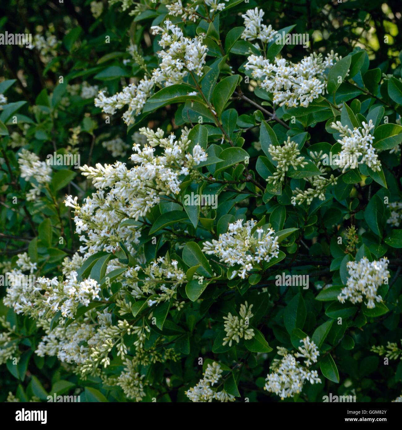 Ligustrum Ovalifolium - View 15 from www redcrocus com