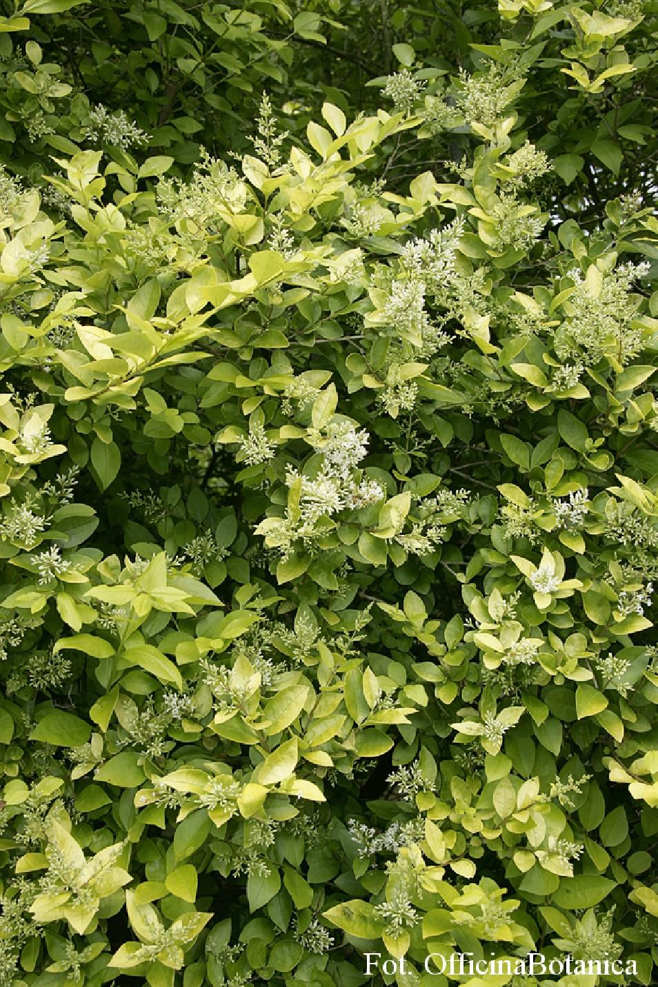Ligustrum Ovalifolium - View 18 from www redcrocus com