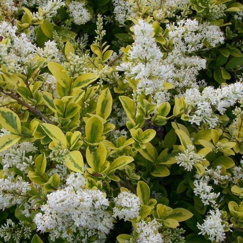 Ligustrum Ovalifolium - View 9 from www redcrocus com