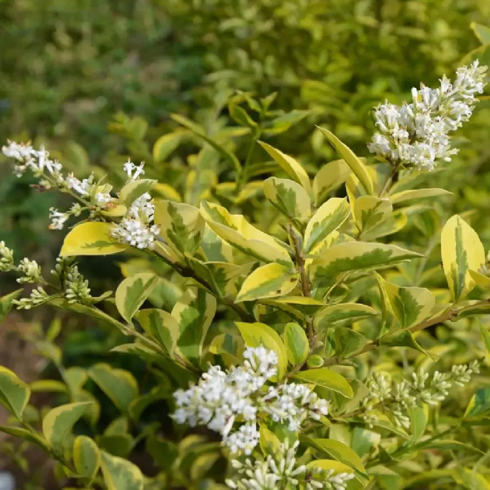 Ligustrum Ovalifolium - View 18 from www redcrocus com