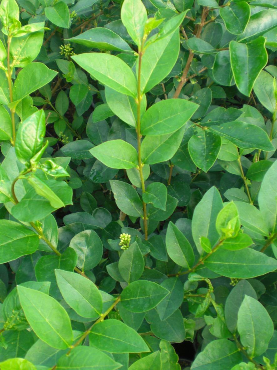 Ligustrum Ovalifolium - View 3 from www redcrocus com