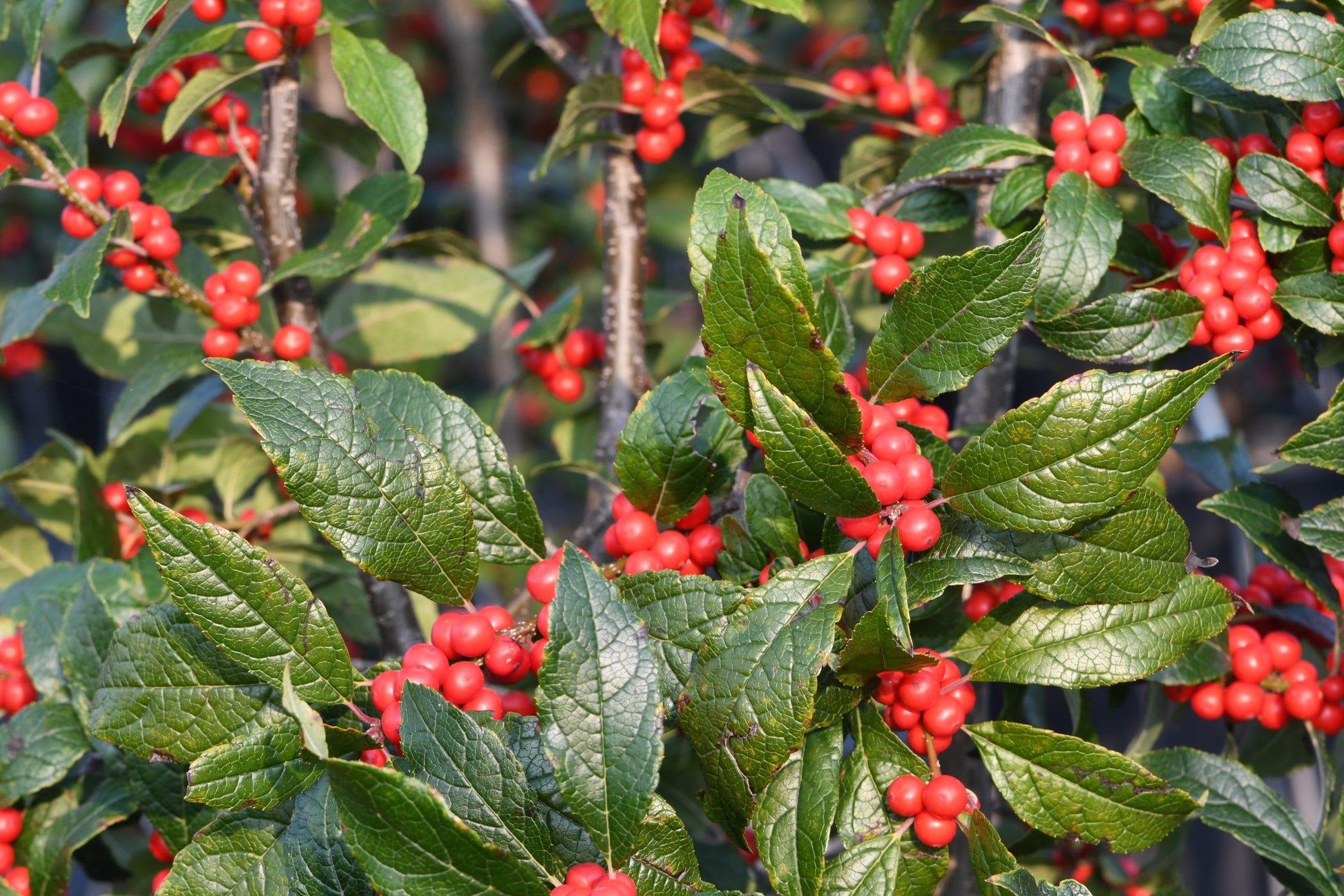 RedCrocus Maryland Beauty Winterberry Ilex verticillata - Vibrant Red Berries for Winter Decor, Wildlife & Hedges  5/6' h B&B