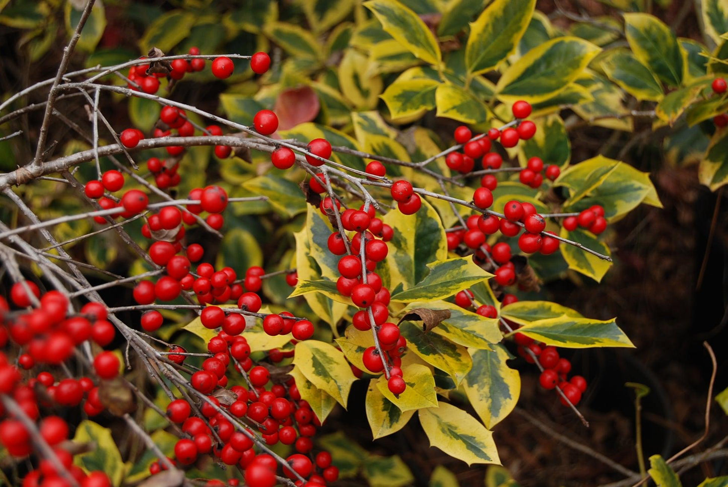 Ilex Verticillata Red Sprite - View 9 from www redcrocus com